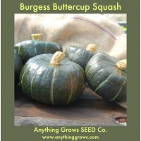 Squash - Winter - Burgess Buttercup - Organic